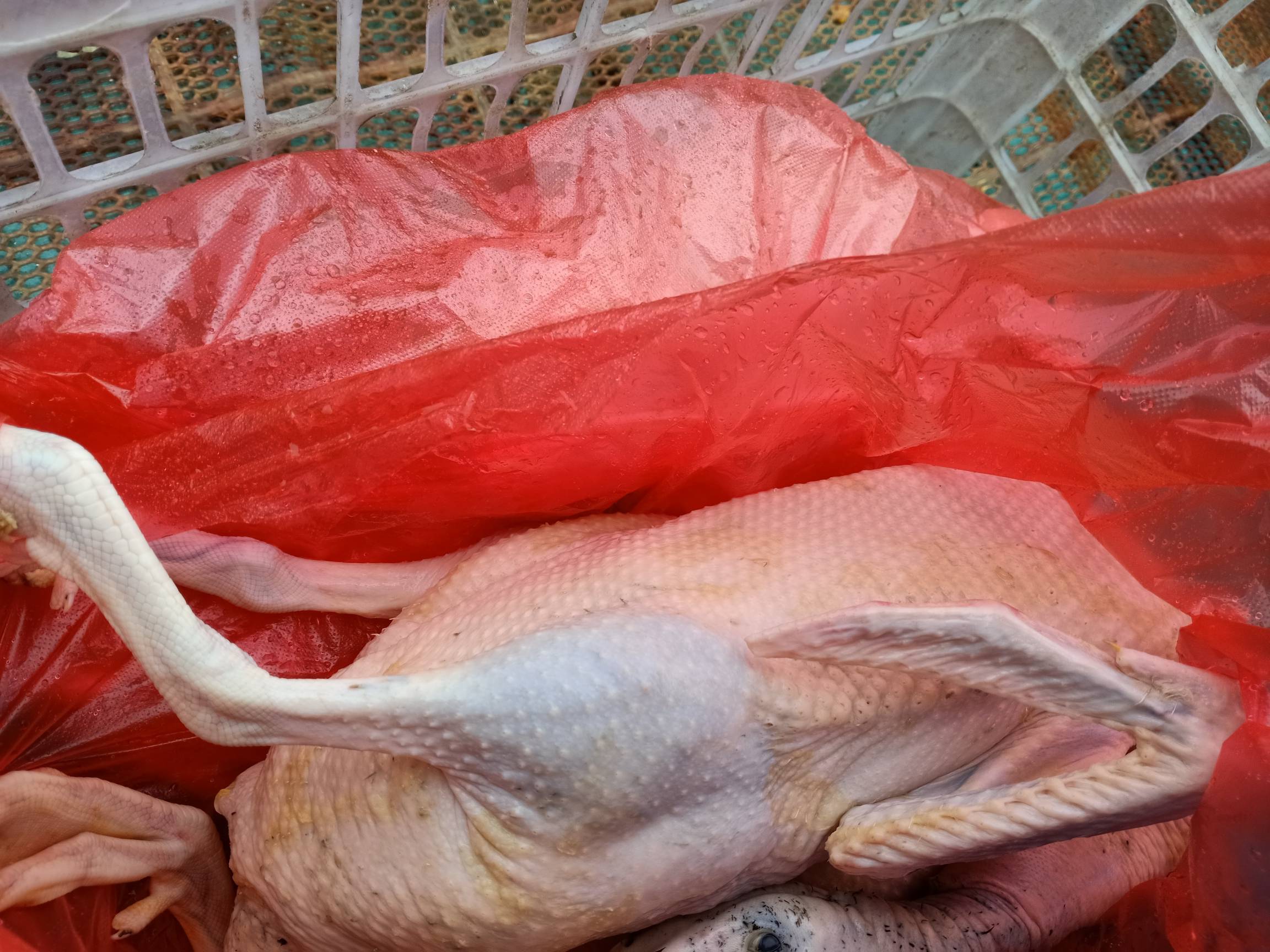 [美食交流分享/自荐] 出售家养的麻鸭老鹅杀好送货上门服务到位